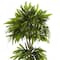 5.5ft. Potted Mango Tree in Decorative Black Planter